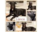 Adopt Lance a Border Collie dog in Amherst, NY (41027355)