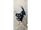 Adopt Jasper a Brown/Chocolate Australian Kelpie / German Pinscher / Mixed dog