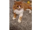 Adopt Mado a Persian cat in Annapolis, MD (41262035)