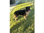 Adopt Aiden a Brindle Australian Shepherd / Border Collie dog in Springdale