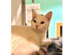 Adopt Jasper a Brown Tabby Domestic Shorthair / Mixed Breed (Medium) / Mixed