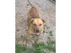 Adopt Toby a Mountain Cur / Mixed dog in Batesville, AR (40868741)