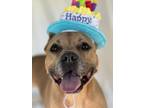 Adopt Lolipop a Tan/Yellow/Fawn - with White American Pit Bull Terrier / Mixed