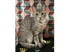 Adopt Helena a Gray, Blue or Silver Tabby Domestic Shorthair / Mixed (short