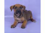 Adopt Plato a Brown/Chocolate Doberman Pinscher / Mixed Breed (Medium) / Mixed