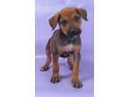 Adopt Paris a Brown/Chocolate Doberman Pinscher / Mixed Breed (Medium) / Mixed