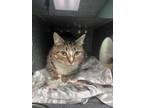 Adopt Cookie a Gray or Blue Domestic Shorthair / Mixed Breed (Medium) / Mixed