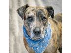 Adopt Emory a Gray/Blue/Silver/Salt & Pepper Mountain Cur / Mixed dog in Hot