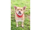 Adopt PRINCESS a Tan/Yellow/Fawn Australian Cattle Dog / Shar Pei / Mixed dog in