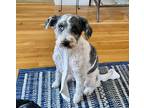 Adopt Chip a Brown/Chocolate - with White Schnoodle / Mixed dog in Brockton