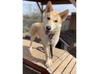 Adopt BooBear a Husky / German Shepherd Dog / Mixed dog in Cottonwood