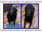 Adopt Blue-COURTESY LISTING FOR OWNE a Black Labrador Retriever / German