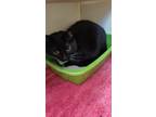 Adopt Wybie a All Black Domestic Shorthair / Mixed Breed (Medium) / Mixed (short