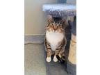 Adopt Fergus a Domestic Shorthair / Mixed (short coat) cat in Sidney