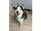 Adopt Zeus a Black - with White Husky / Mixed dog in Marion, OH (41261608)