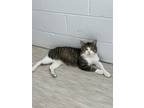 Adopt Walter a Brown Tabby Domestic Shorthair / Mixed (short coat) cat in