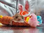 Adopt Plum a Gecko reptile, amphibian, and/or fish in Cincinnati, OH (41261535)