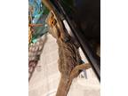 Adopt Fred a Lizard reptile, amphibian, and/or fish in Cincinnati, OH (41261533)