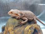 Adopt Blue a Lizard reptile, amphibian, and/or fish in Cincinnati, OH (41261531)