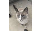 Adopt George 11 a Spotted Tabby/Leopard Spotted Snowshoe cat in Austin