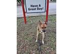 Adopt Mongo a Tan/Yellow/Fawn - with White Australian Cattle Dog / Terrier