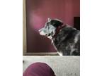 Adopt Jaeger(bubs) a Black - with White Alaskan Malamute / Mixed dog in