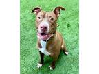 Adopt Jackson a Pit Bull Terrier / Mixed dog in Novato, CA (40810768)
