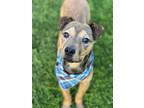 Adopt Fish a Black Mouth Cur / Rottweiler / Mixed dog in Phoenix, AZ (41261277)