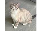 Adopt Ivory (& Esme) a Gray, Blue or Silver Tabby Siamese (short coat) cat in