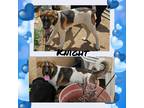 Adopt Knight a Tricolor (Tan/Brown & Black & White) Akita / Australian Cattle