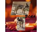 Adopt Bora a Red/Golden/Orange/Chestnut - with White Akita / Australian Cattle
