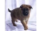 Adopt Gunther a Brown/Chocolate - with Black German Shepherd Dog / Chow Chow /