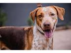 Adopt Rocco a Pointer / Mixed dog in Seattle, WA (41051361)