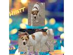 Adopt Hyatt a White - with Tan, Yellow or Fawn Akita / Australian Cattle Dog /