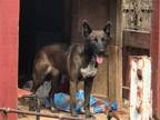 Adopt Hadley a Black Belgian Malinois / Mixed dog in Austin, TX (40942718)