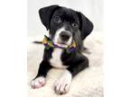 Adopt Rover a Black Golden Retriever / Mixed Breed (Medium) / Mixed (short coat)