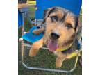 Adopt Hugo a Brown/Chocolate - with Black Airedale Terrier / Labrador Retriever