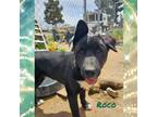 Adopt Roco a Black - with White Akita / Australian Cattle Dog / Mixed dog in