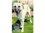 Adopt Keira a Tan/Yellow/Fawn Anatolian Shepherd / Mixed dog in Inglewood