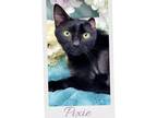 Adopt Pixie a All Black Domestic Shorthair (short coat) cat in Ocean Springs