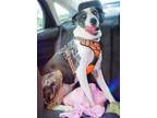 Adopt Hunter a Great Dane / Catahoula Leopard Dog / Mixed dog in Bullard