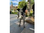 Adopt Patches a Black - with White Australian Cattle Dog / Mixed dog in Forest