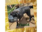 Adopt Tahoe a Black - with White Akita / Cattle Dog / Mixed dog in Rancho