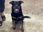 Adopt Cali a Brown/Chocolate - with Black Rottweiler / Mixed dog in Gilbert