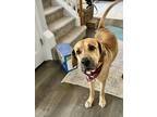 Adopt Sam Doyle a Tan/Yellow/Fawn Labrador Retriever / Great Dane / Mixed dog in