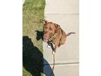 Adopt Auggie a Red/Golden/Orange/Chestnut - with White Mutt / Mixed dog in