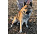 Adopt Brutus a Tricolor (Tan/Brown & Black & White) Icelandic Sheepdog / Husky /