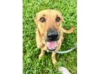 Adopt Raya a Tan/Yellow/Fawn - with Black Australian Shepherd / Golden Retriever