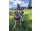 Adopt Madison a Brown/Chocolate - with Tan Husky / Mixed dog in Yamhill