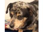 Adopt Kino a Merle Dachshund / Blue Heeler / Mixed dog in Savannah